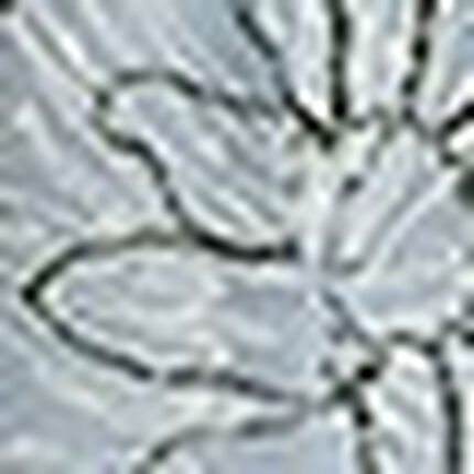 Ｔバックショーツ, , swatch