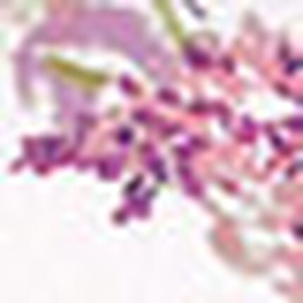 ショーツ, , swatch