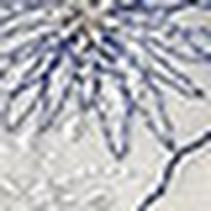 Ｔバックショーツ, , swatch