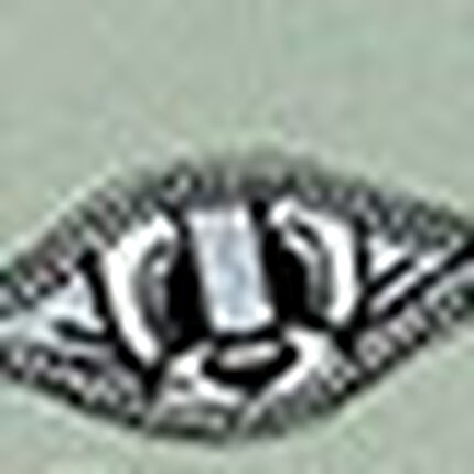 Ｔシャツ, , swatch