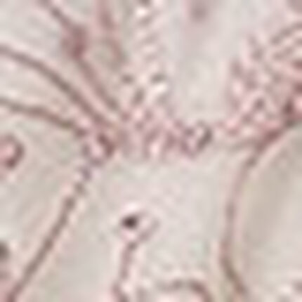 Ｔバックショーツ, , swatch