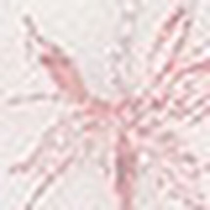 ショーツ, , swatch