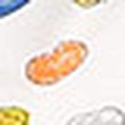 ショーツ, , swatch