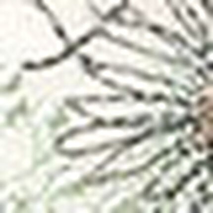 ３／４カップブラ（ノンワイヤーブラ）, , swatch