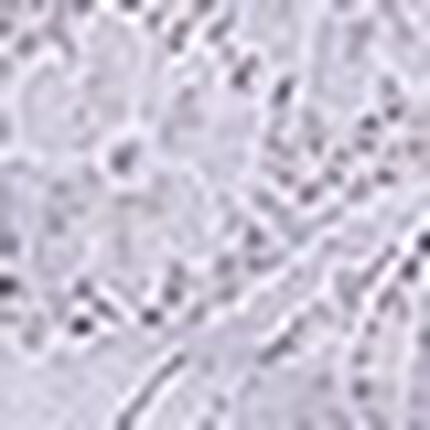 ショーツ, , swatch