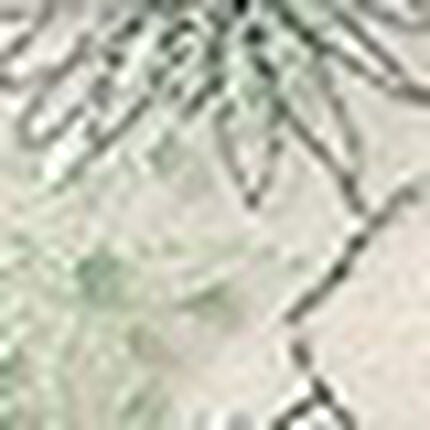 Ｔバックショーツ, , swatch