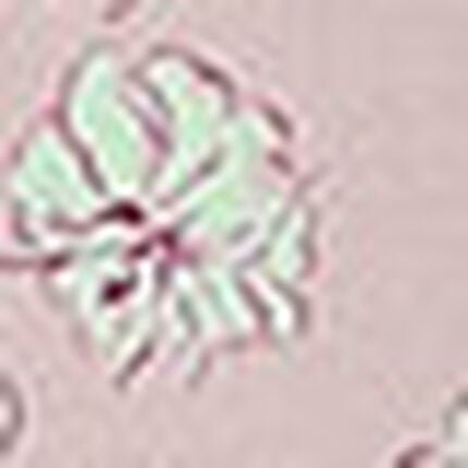 ボトムス, , swatch