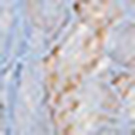 ブラジャー, , swatch