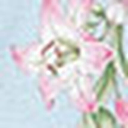 パジャマ, , swatch