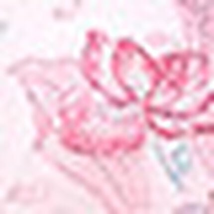 キャミソール・ショーツセット, , swatch