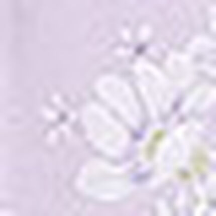 パジャマ, , swatch