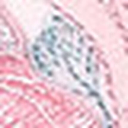 レディスショーツ（Ｔバック）, , swatch