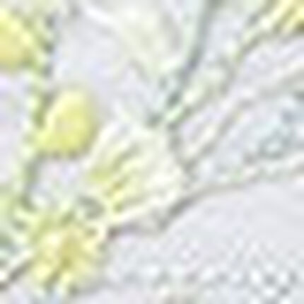 ショーツ, , swatch