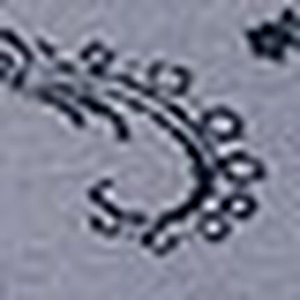 ショーツ, , swatch