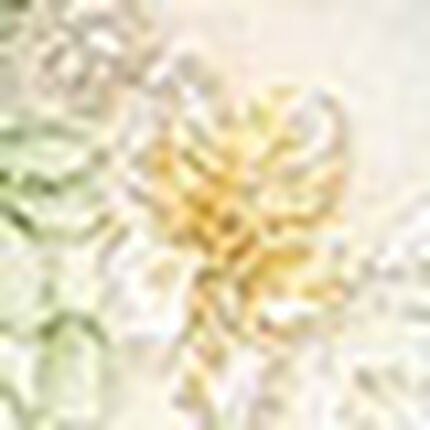 Ｔバックショーツ, , swatch