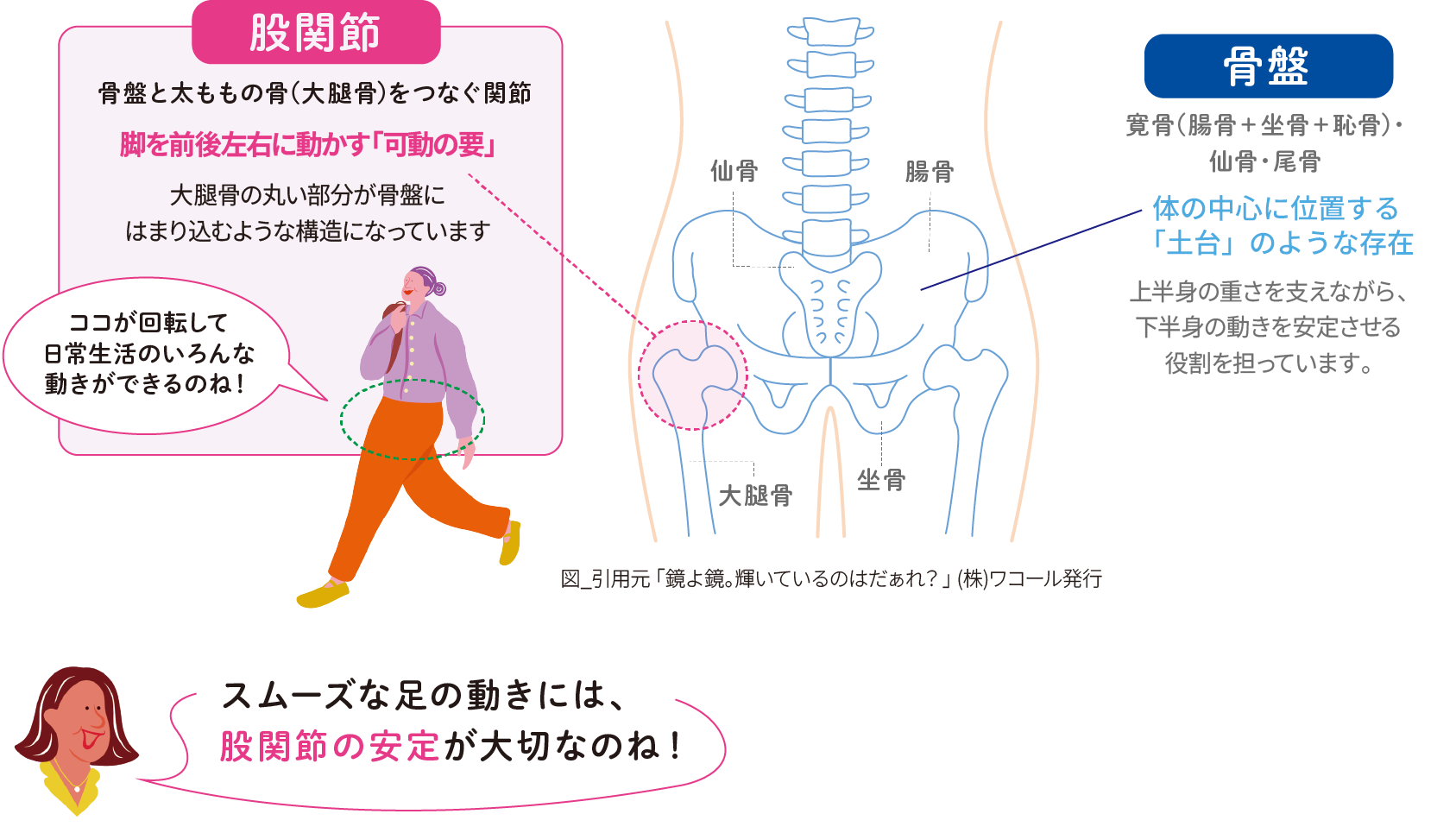 股関節 脚を前後左右に動かす「可動のかなめ」 骨盤 体の中心に位置する「土台」のような存在​