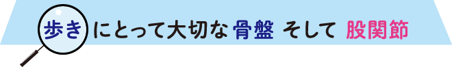 ​歩き にとって大切な骨盤 そして 股関節​​