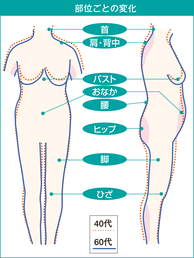 部位ごとの変化