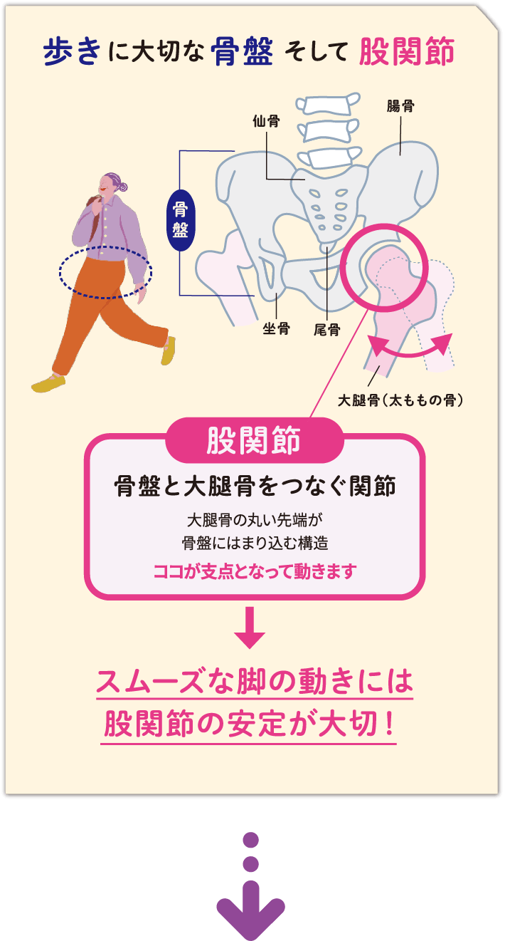 歩きに大切な骨盤 そして 股関節 股関節:骨盤と大腿骨をつなぐ関節大腿骨の丸い先端が骨盤にはまり込む構造ココが支点となって動きます スムーズな脚の動きには股関節の安定が大切！