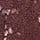 ＷＩ（ＷＩ）