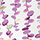 パープル系その他（ＲＰ）