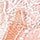 サーモンピンク（ＳＰ）
