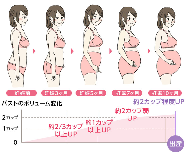 姙娠から出産まで、ラインの変化