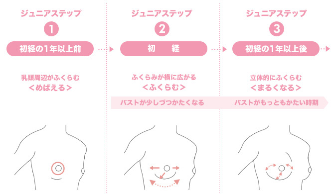 バストは初経の前後約4年間で成長変化する